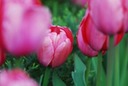 OVP Pink Tulips