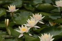 OVP Water Lily